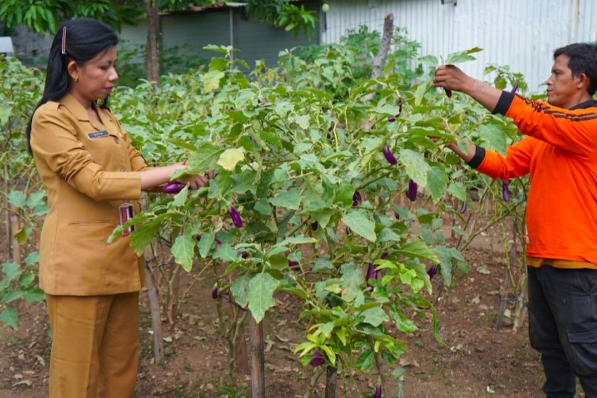 Kebun Gangnam jadi pusat "urban farming" di Kelapa Gading