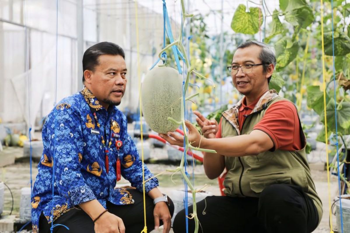 TPHP Kalteng-UPN Yogyakarta budi daya melon unggulan
