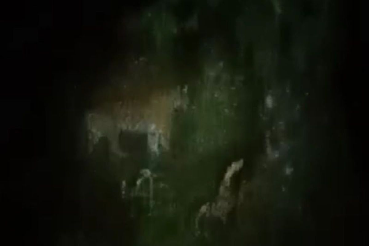 BKSDA Bengkulu minta warga Lebong waspadai kemunculan harimau sumatra