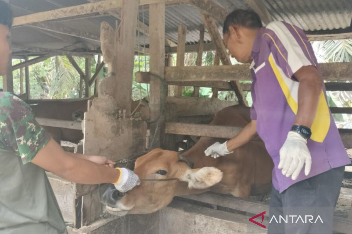 Pemkab Pasaman Barat telah salurkan 2.925 dosis vaksinasi PMK