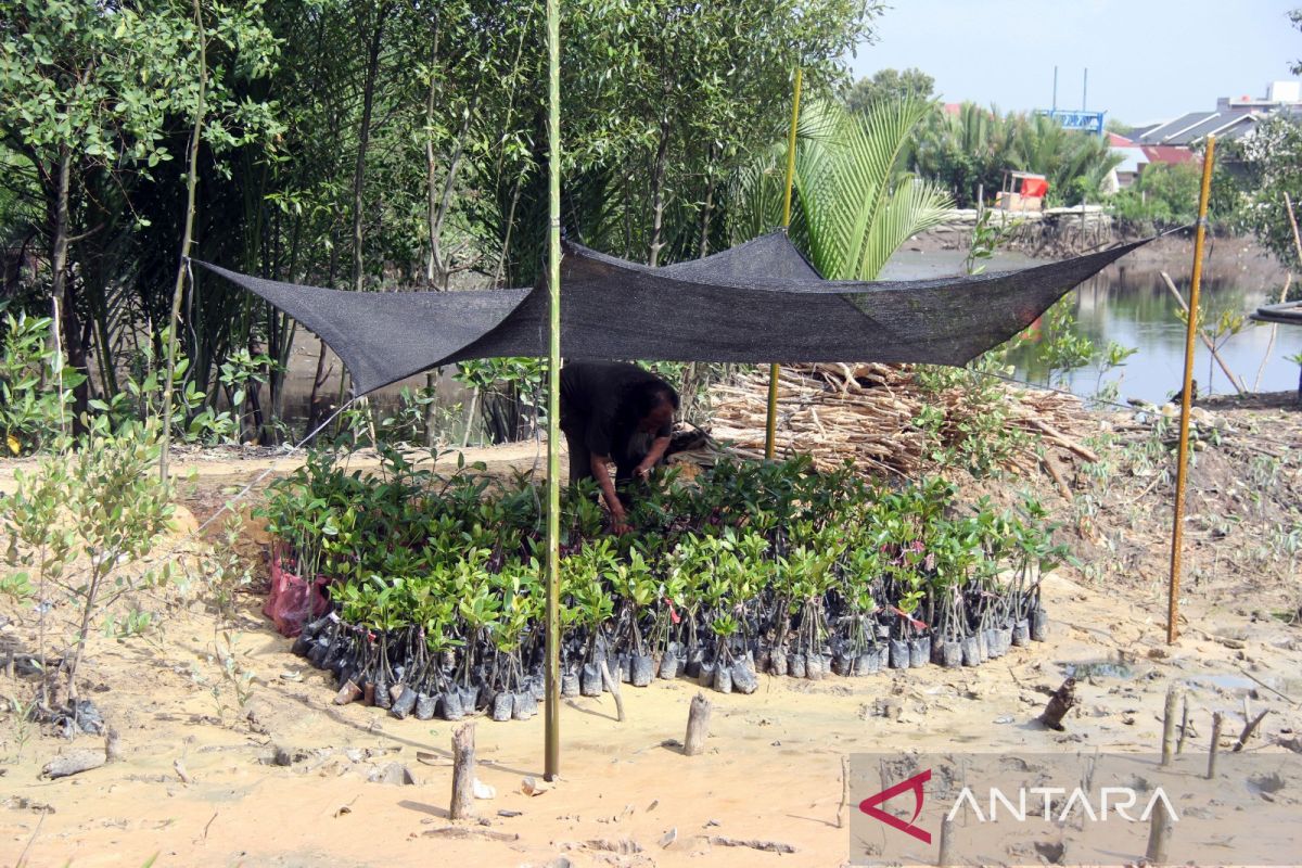 Penanaman 3000 batang bakau merah di Dumai
