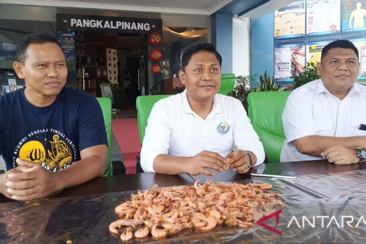 Badan Mutu KKP Babel jamin kualitas udang baik