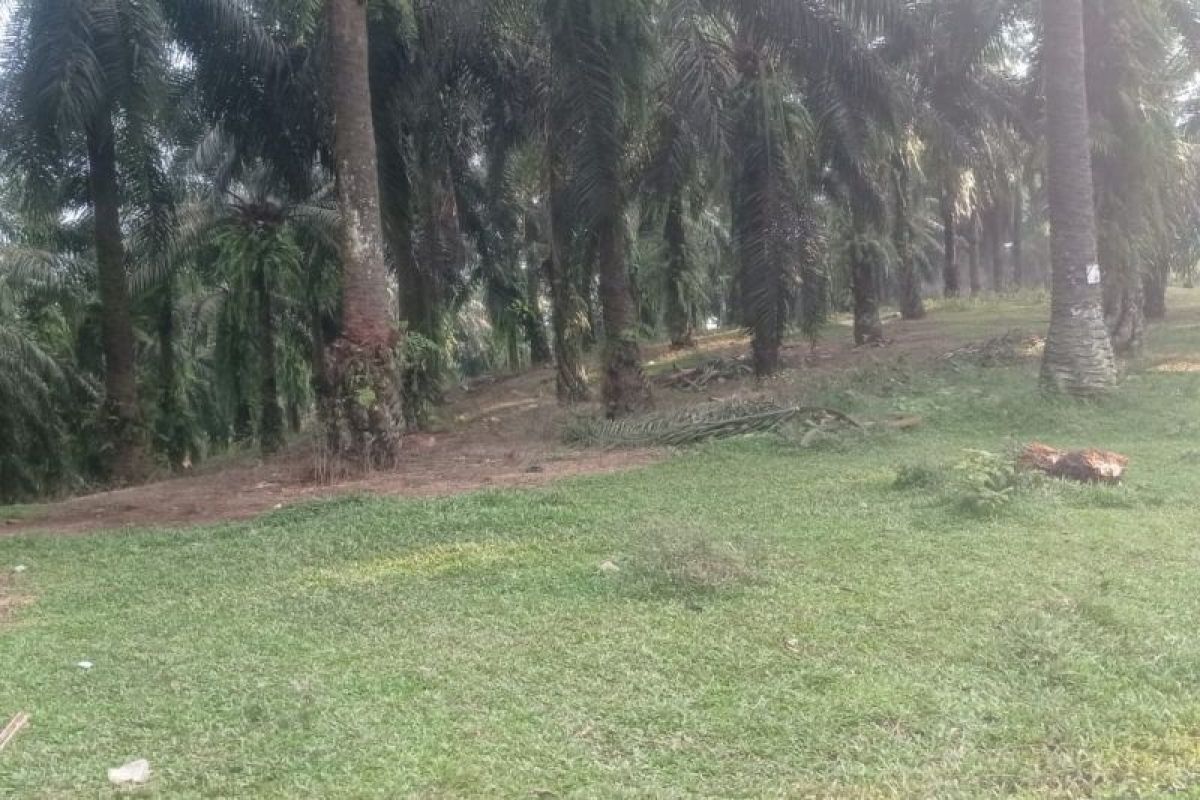 Lebak keluhkan babi hutan rusak tanaman