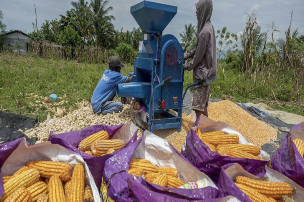 Jagung Sulawesi Tengah surplus 254.070 ton sembilan bulan terakhir