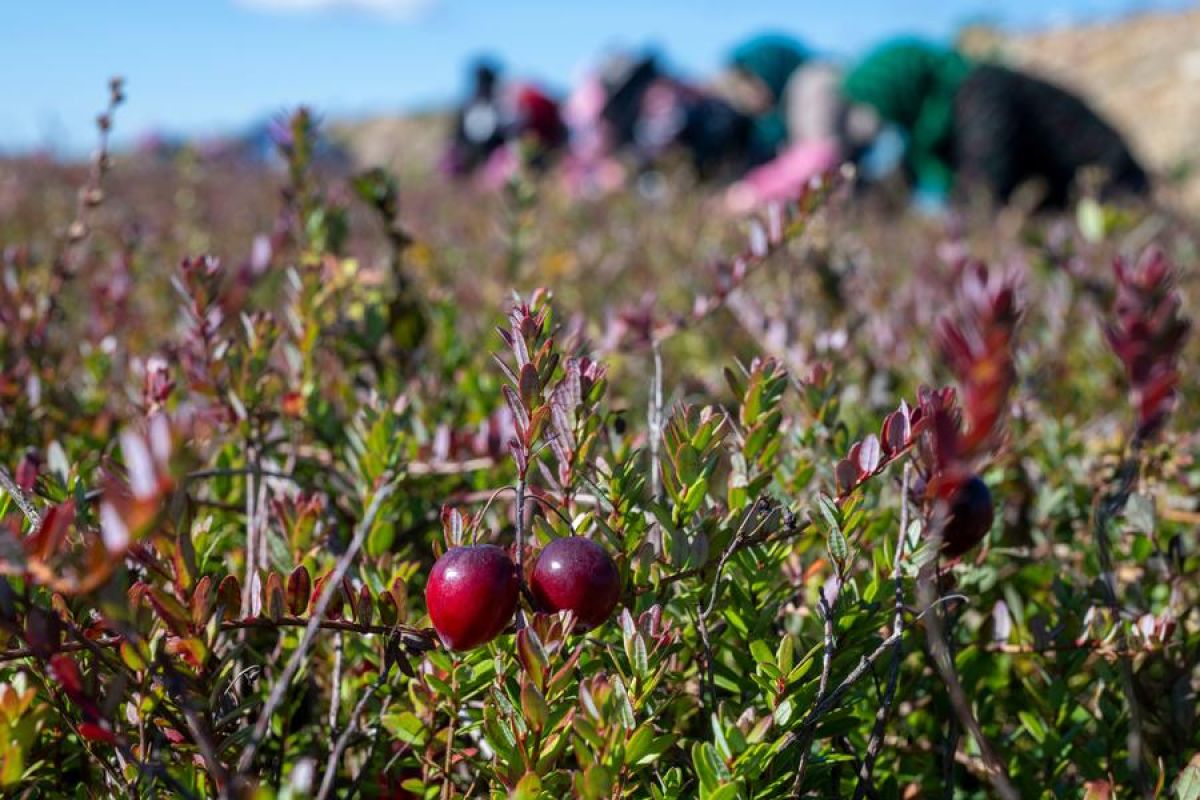 Melihat metode unik panen cranberry di Fuyuan, China
