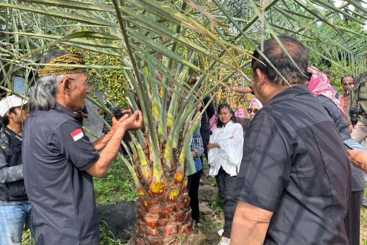 BRIN dan BRIDA NTB kolaborasi kembangkan riset kultur jaringan kurma