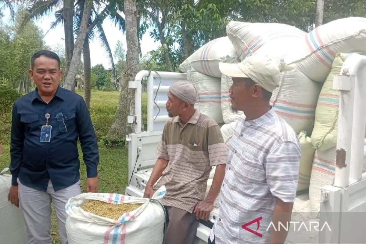 Bulog Sumut gencarkan  penyerapan gabah petani perkuat cadangan beras