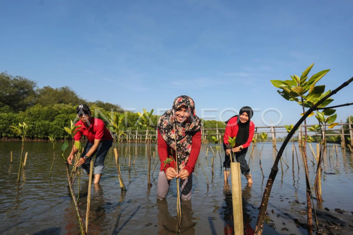 LKBN ANTARA tanam bakau di Kulon Progo Yogyakarta