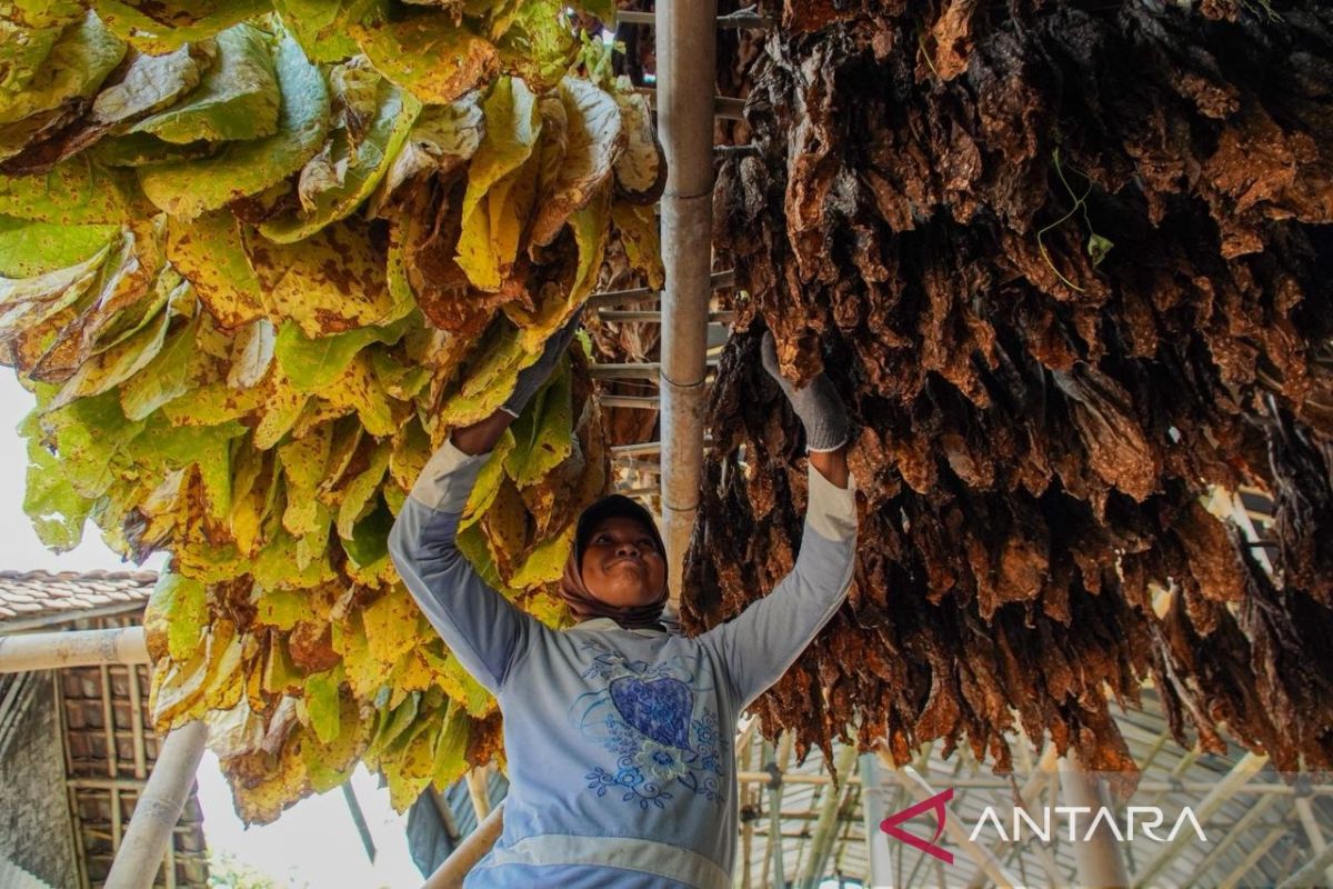 Pemkab Lumajang alokasikan Rp1,9 miliar DBHCHT untuk buruh tembakau