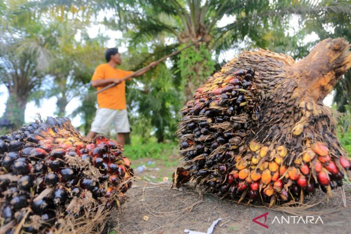Dianggap merugikan petani sawit, PP No.45/2025 minta dikaji ulang