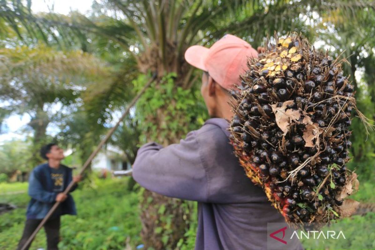 Pakar:  PP 45/2025 harus perhatikan keberlanjutan industri sawit
