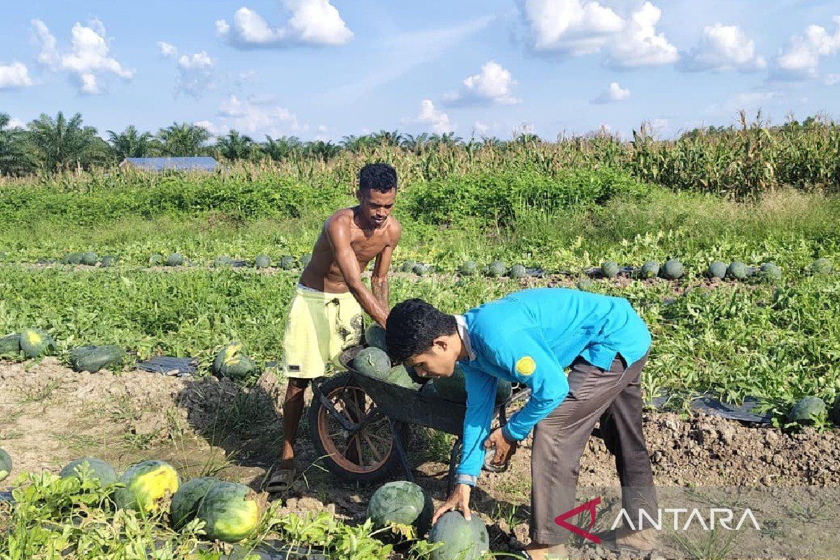 Petani semangka dilibatkan dukung program MBG di Pulang Pisau