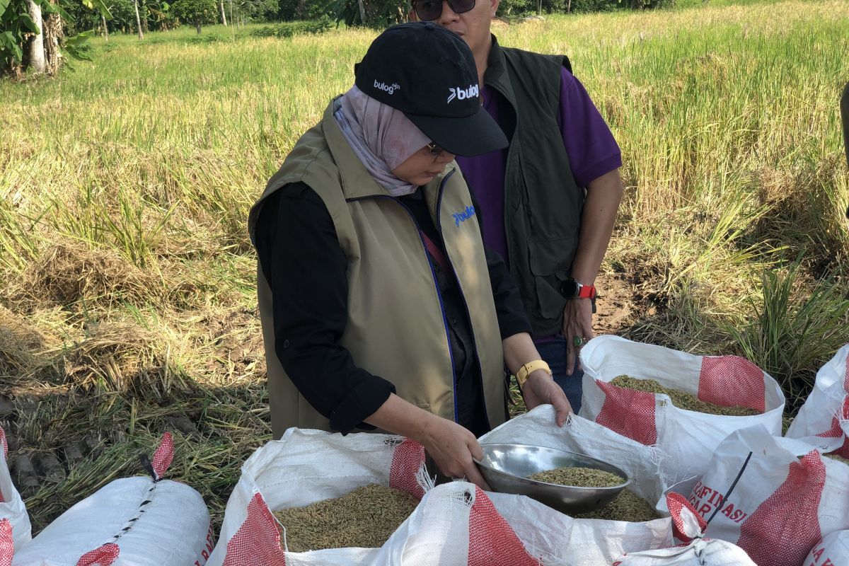 Bulog serap gabah petani Kabupaten OKI Sumsel sesuai HPP