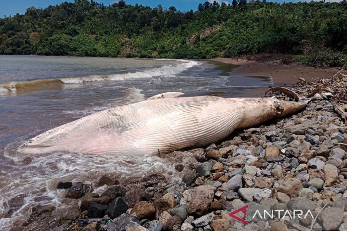 Riset temukan peningkatan hiu paus terdampar, didominasi berusia muda