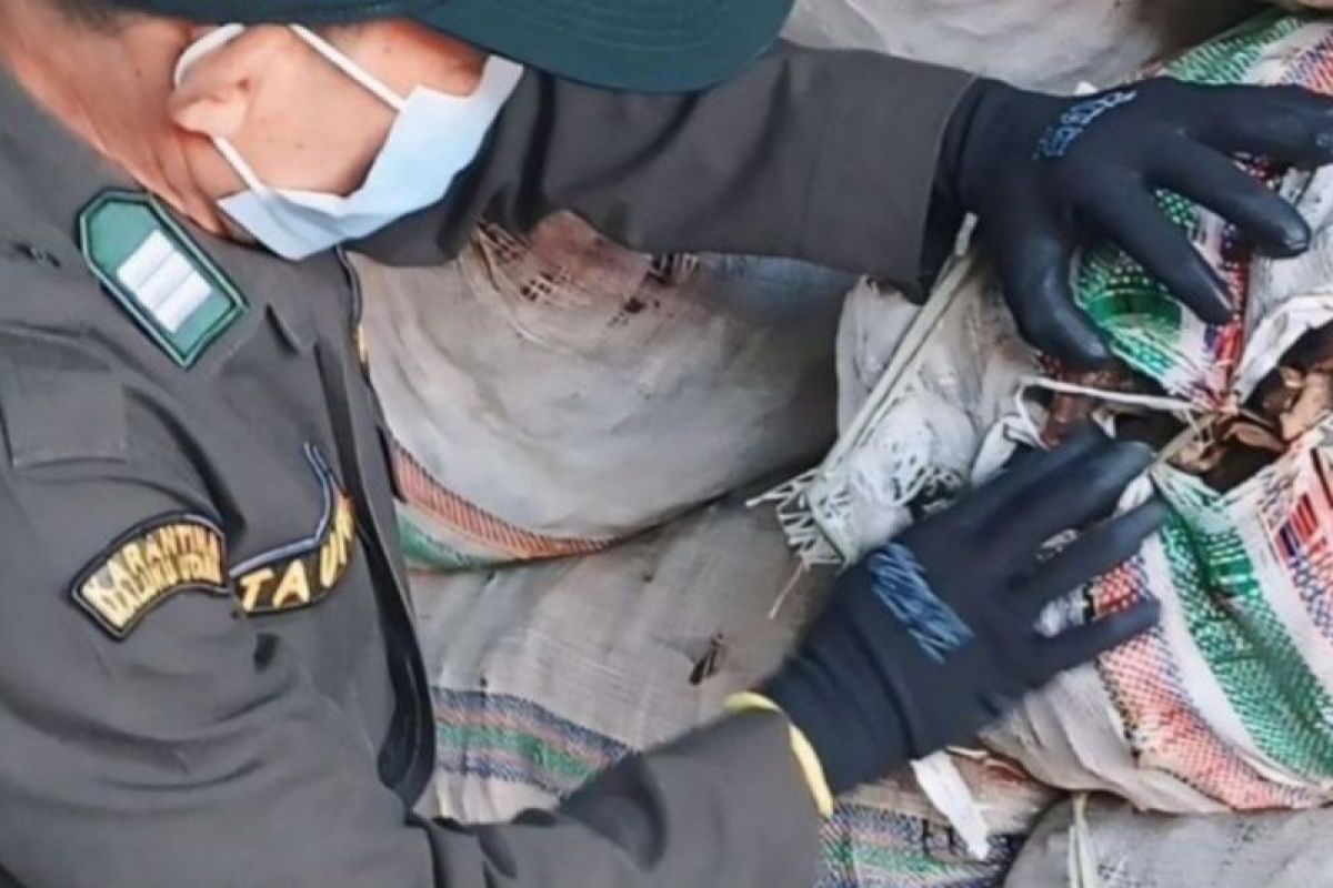 Karantina Malut  pastikan 480 ton kopra dan kayu kelapa bebas OPTK