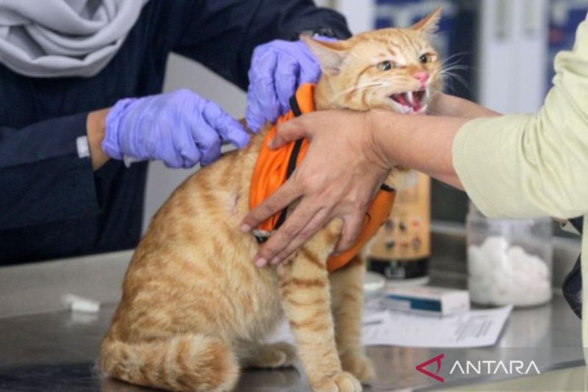 Dispaperta Sidoarjo gelar vaksinasi rabies bagi hewan peliharaan