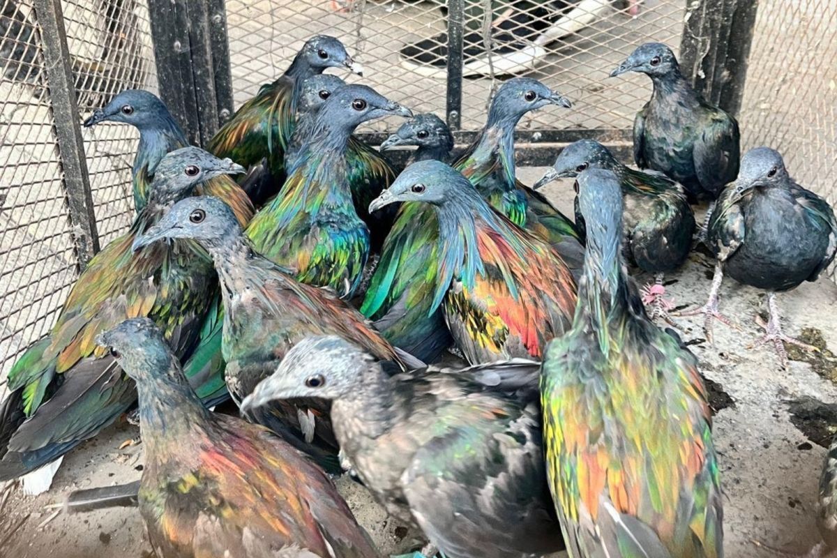 Indonesia cracks down on illegal trade of nicobar pigeons in Gowa