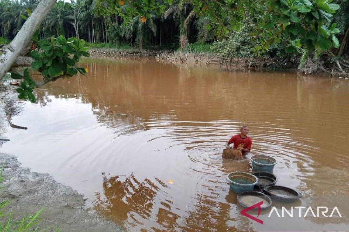 Emas Merah dari Lumpur: Asa Nelayan Cacing Sutra Pekanbaru