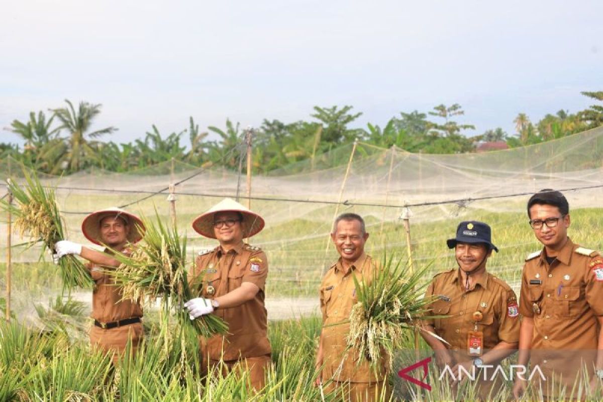 Hasil panen padi MT II 2025 di Tanjungbalai capai 402 Ton