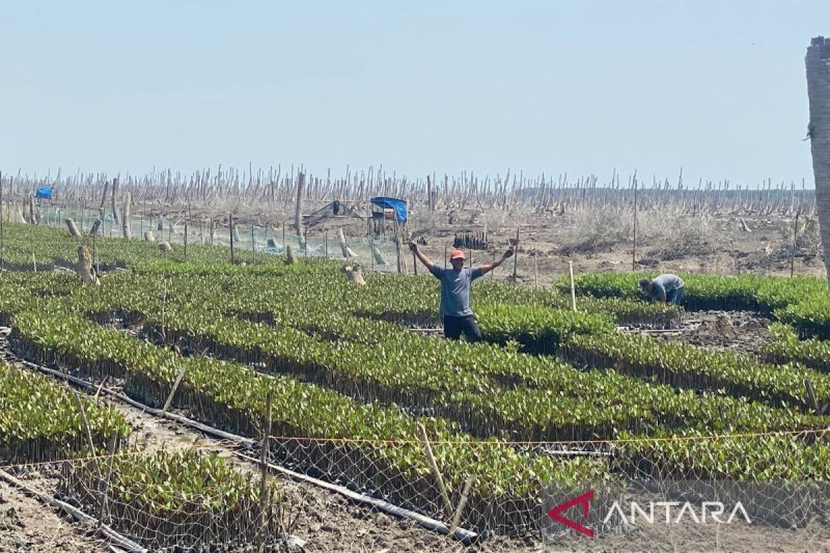 Terdampak abrasi, petani kelapa di Kuala Selat beralih tanam mangrove lewat program M4CR