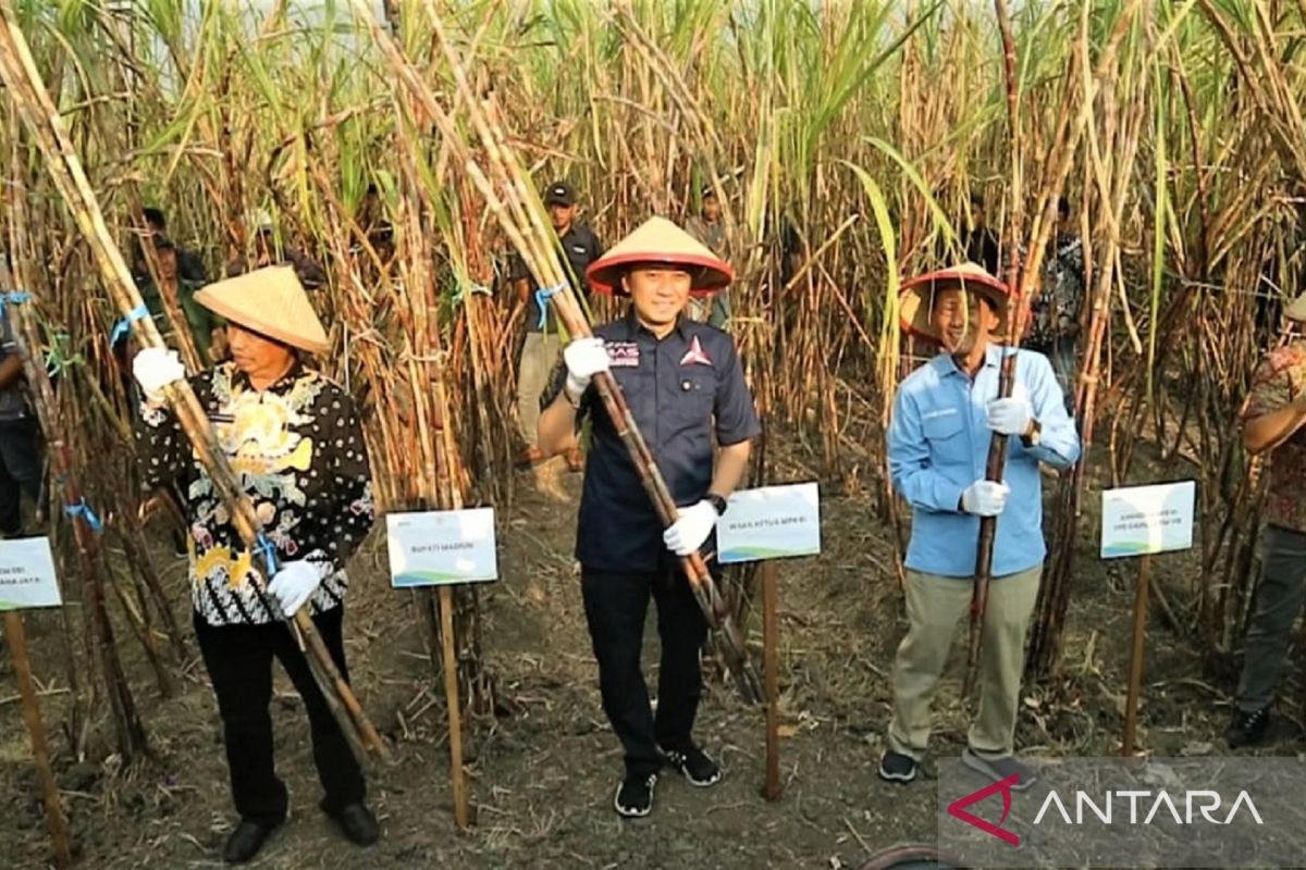 Ibas dorong petani tebu Madiun andil wujudkan swasembada gula