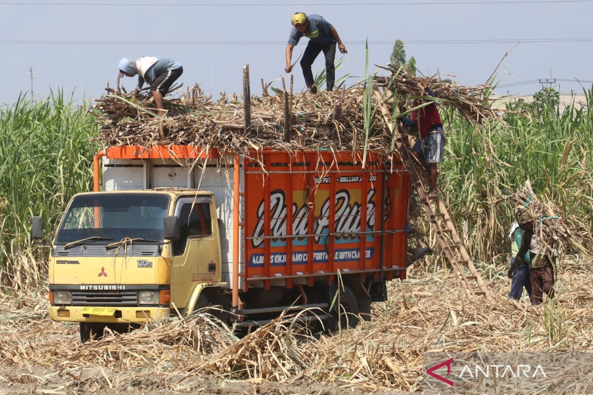 Gula Indonesia bisa swasembada lebih cepat