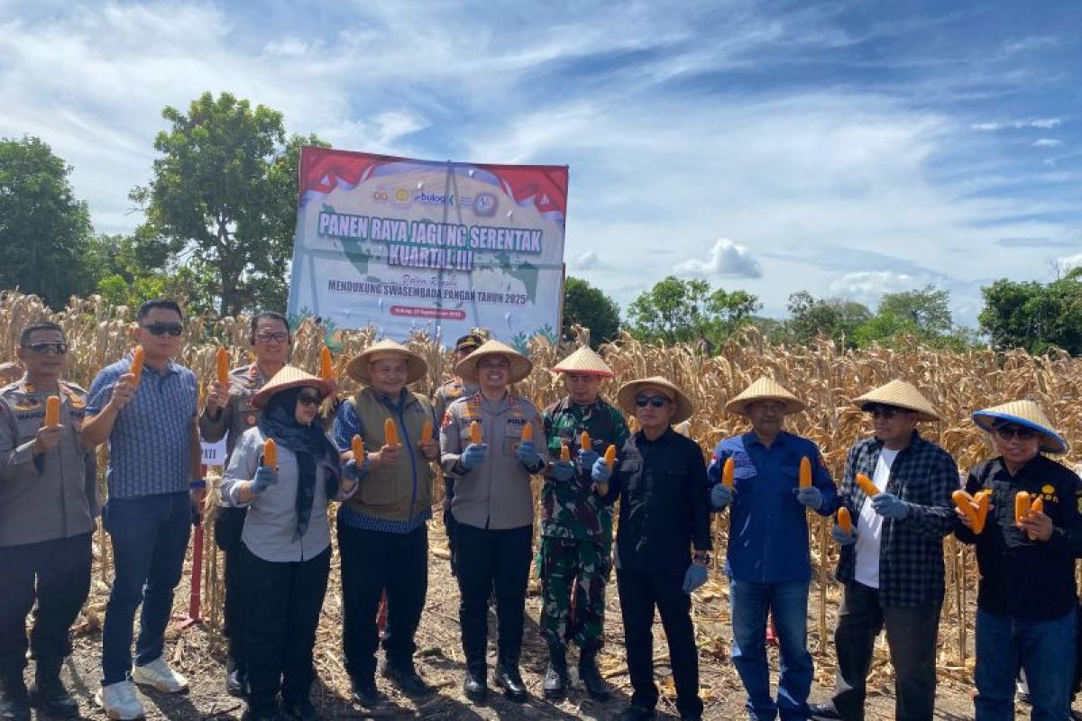 Sidrap panen raya jagung dukung ketahanan pangan