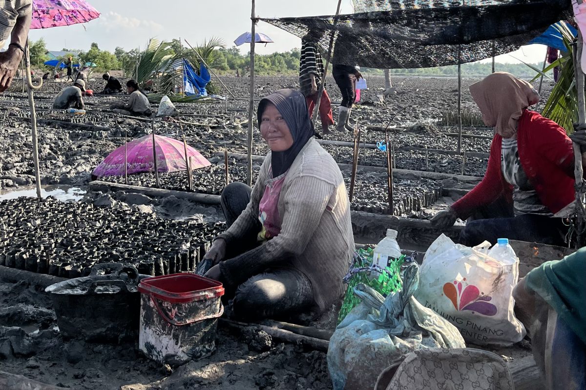 M4CR libatkan 1.128 warga Riau untuk rehabilitasi mangrove