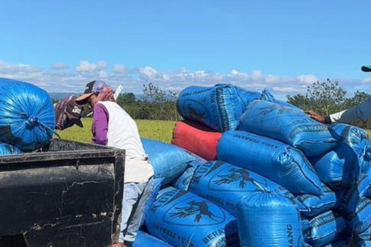 Bulog Maluku serap 3,9 ton gabah di Pulau  Buru