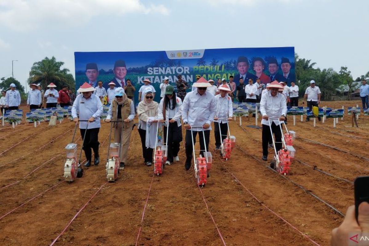 Wagub: Produktivitas jagung Bengkulu lampaui rata-rata nasional