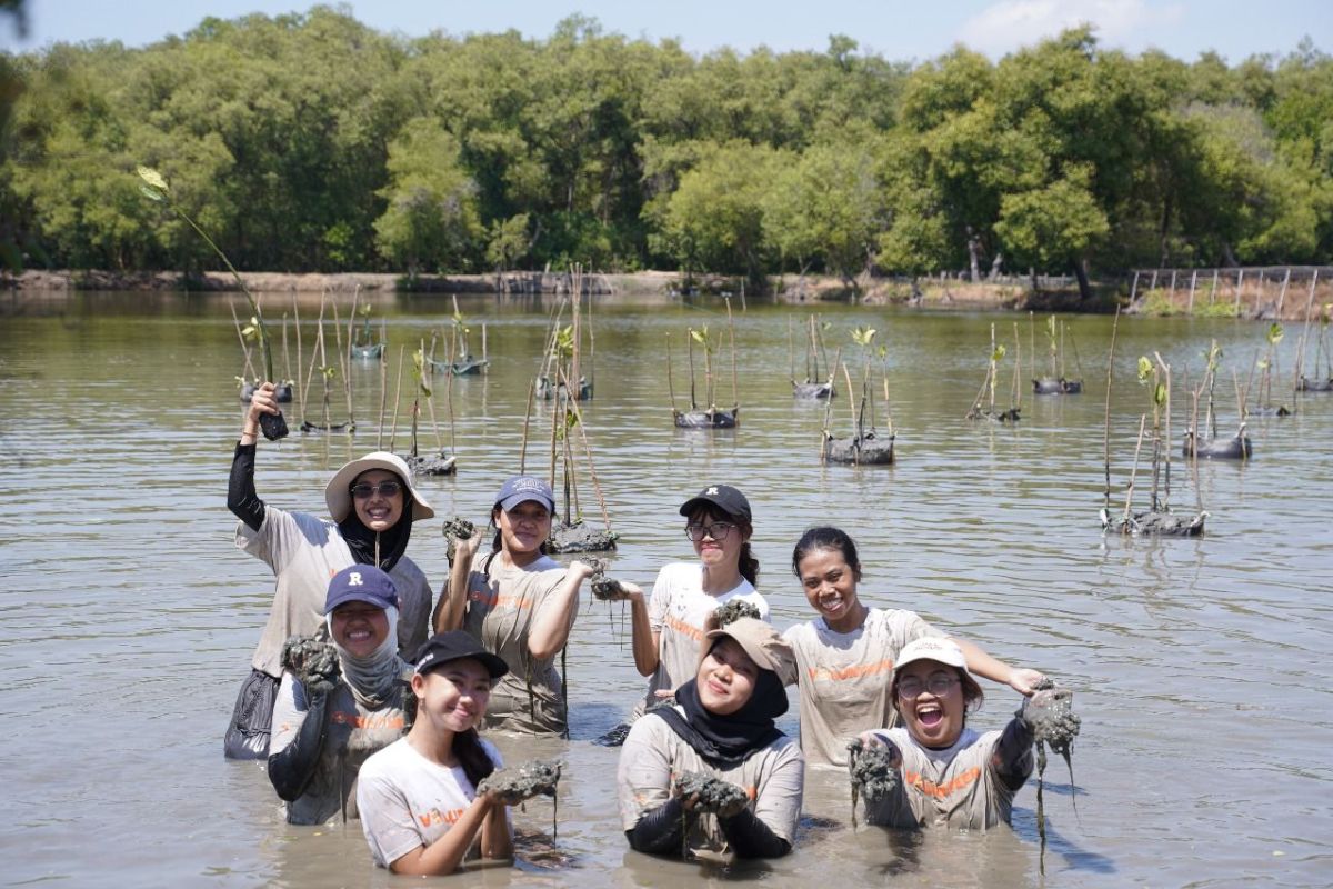 Pemkot Surabaya-WVI tanam seribu bakau di pesisir Wonorejo