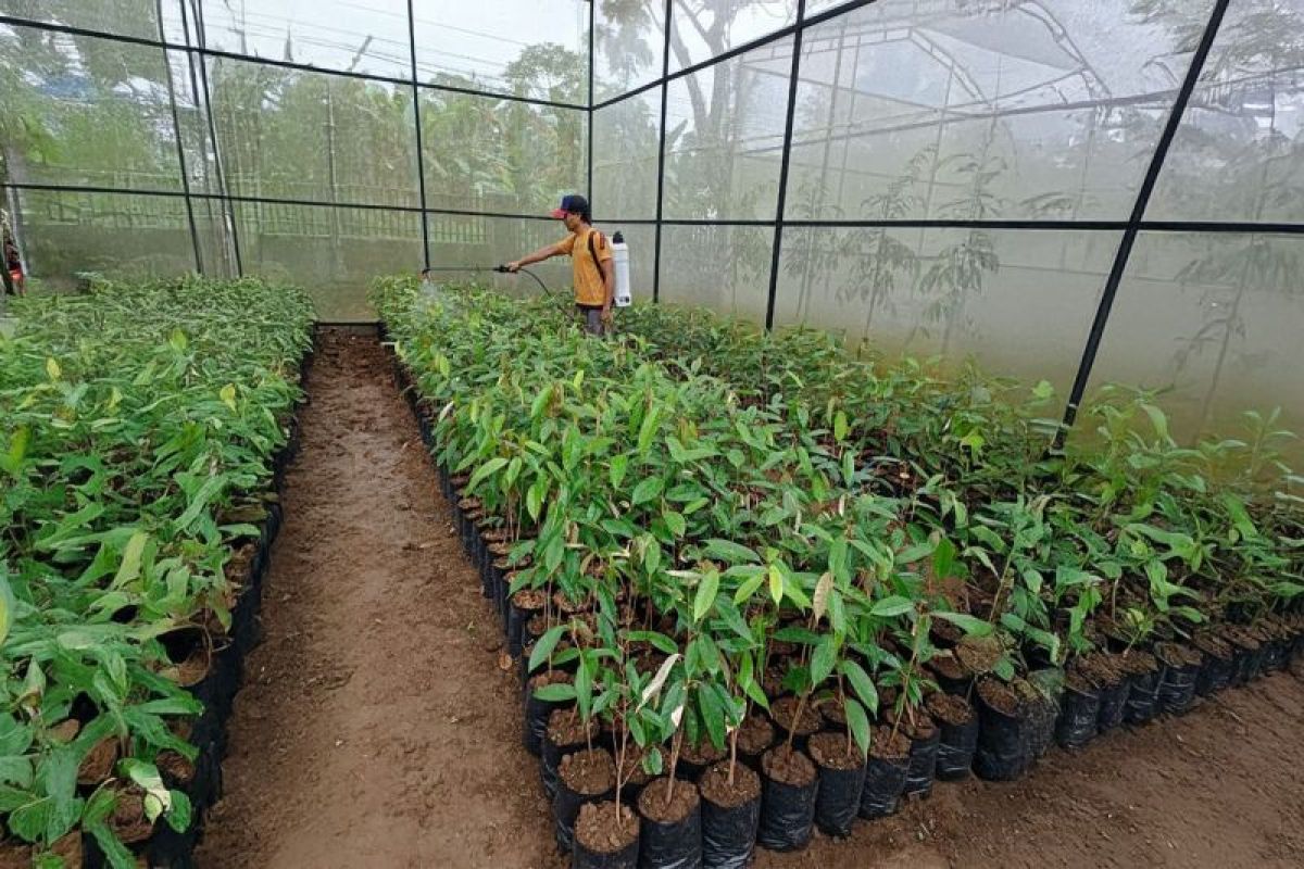 PLN bantu pembibitan dukung durian merah jadi ikon Banyuwangi