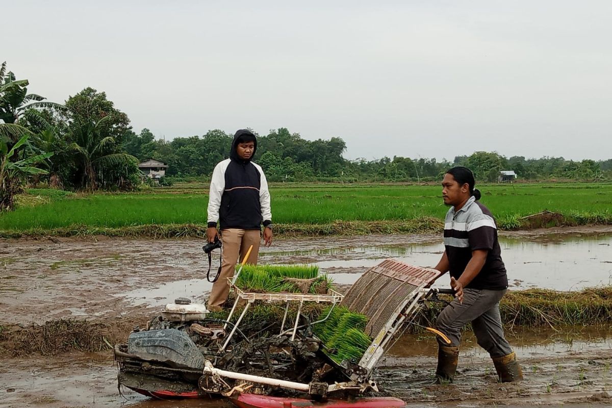DKPP Belitung: Petani milenial garap sawah 334 hektare