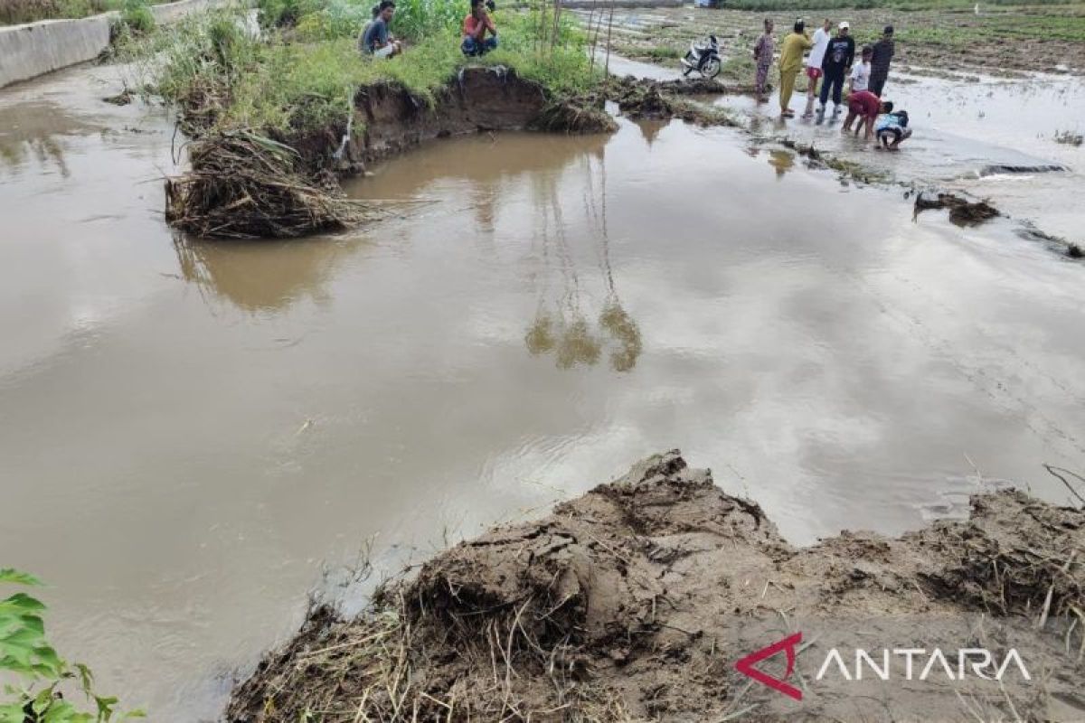 Tanggul Aek Siandurian Sipoholon jebol, lima hektar lahan terendam