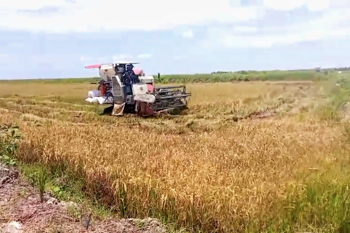 DPKP Kotim berhasil tambah luasan lahan baku sawah
