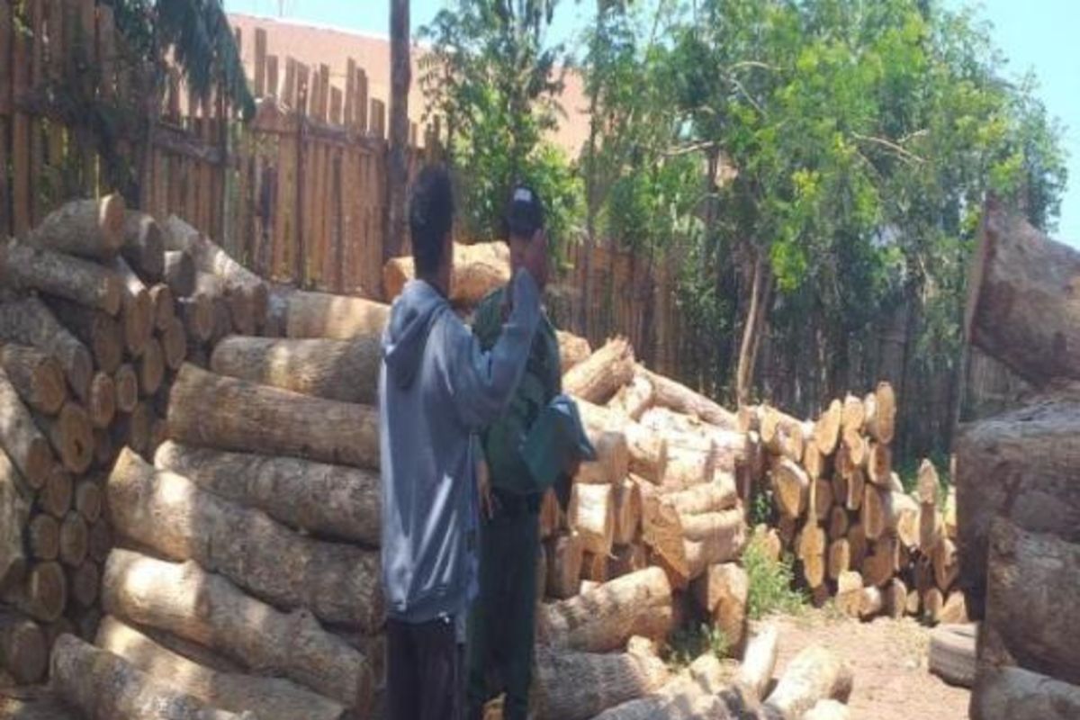 Kemenhut tangkap aktor kunci jaringan pembalakan liar di TN Baluran
