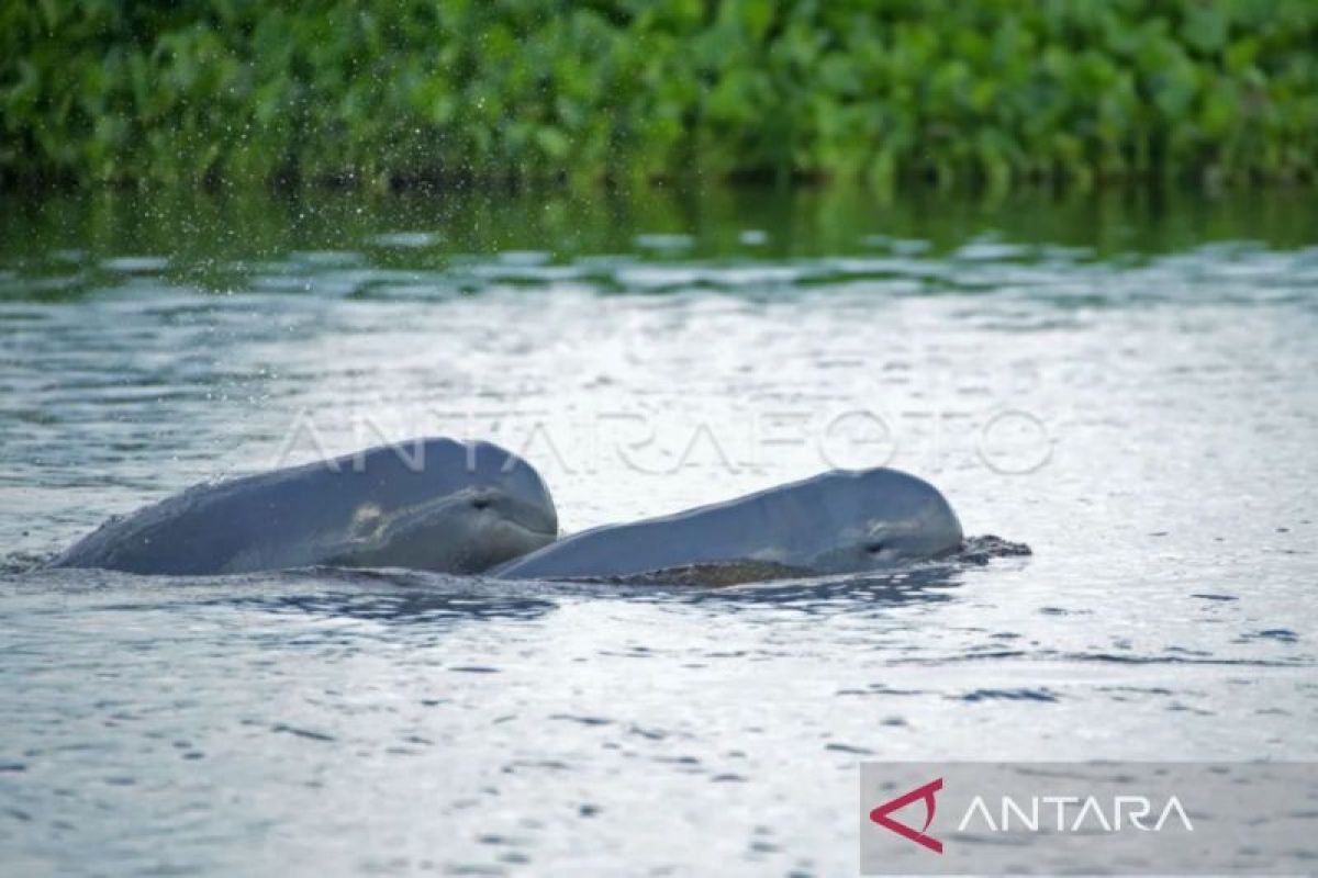 Ministry strengthens efforts to save endangered Mahakam River Dolphin