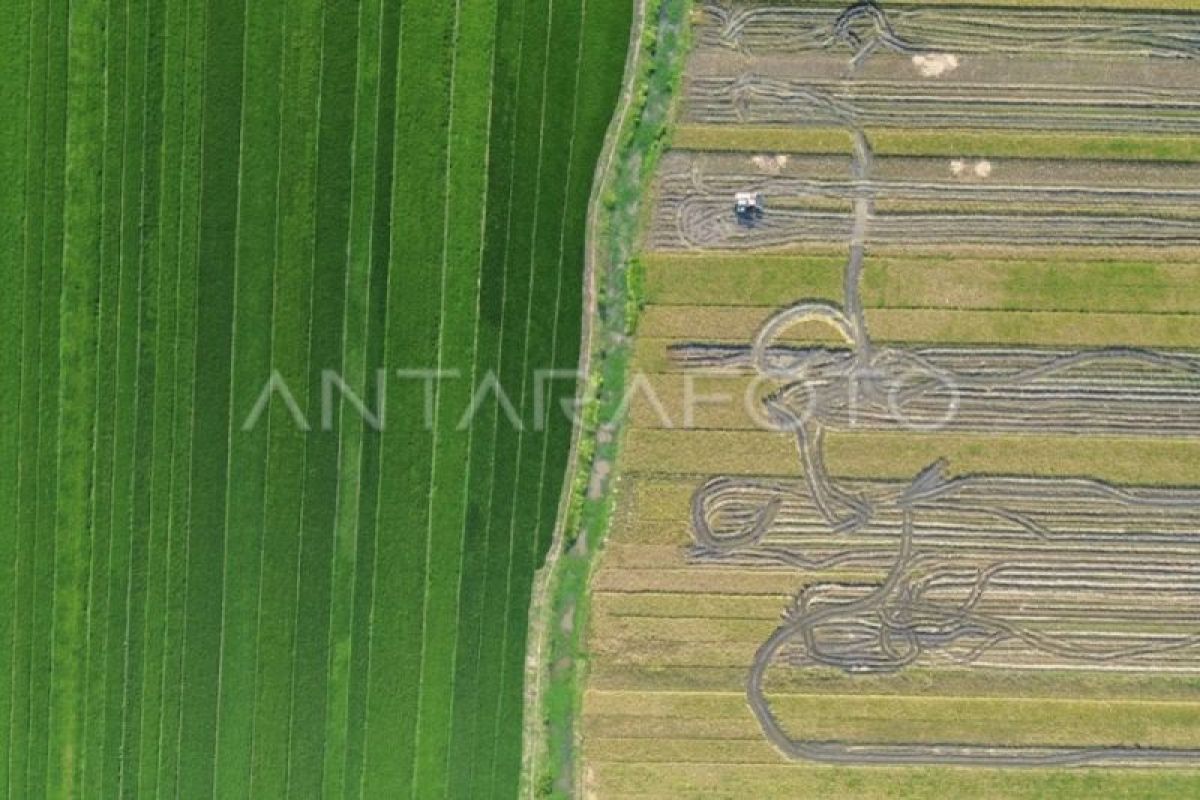 OJK: Pertanian hingga kehutanan gunakan kredit tertinggi di Kalimantan Tengah