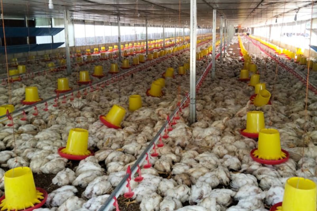 Peternak ayam di Abdya merugi capai Rp800 juta akibat listrik padam