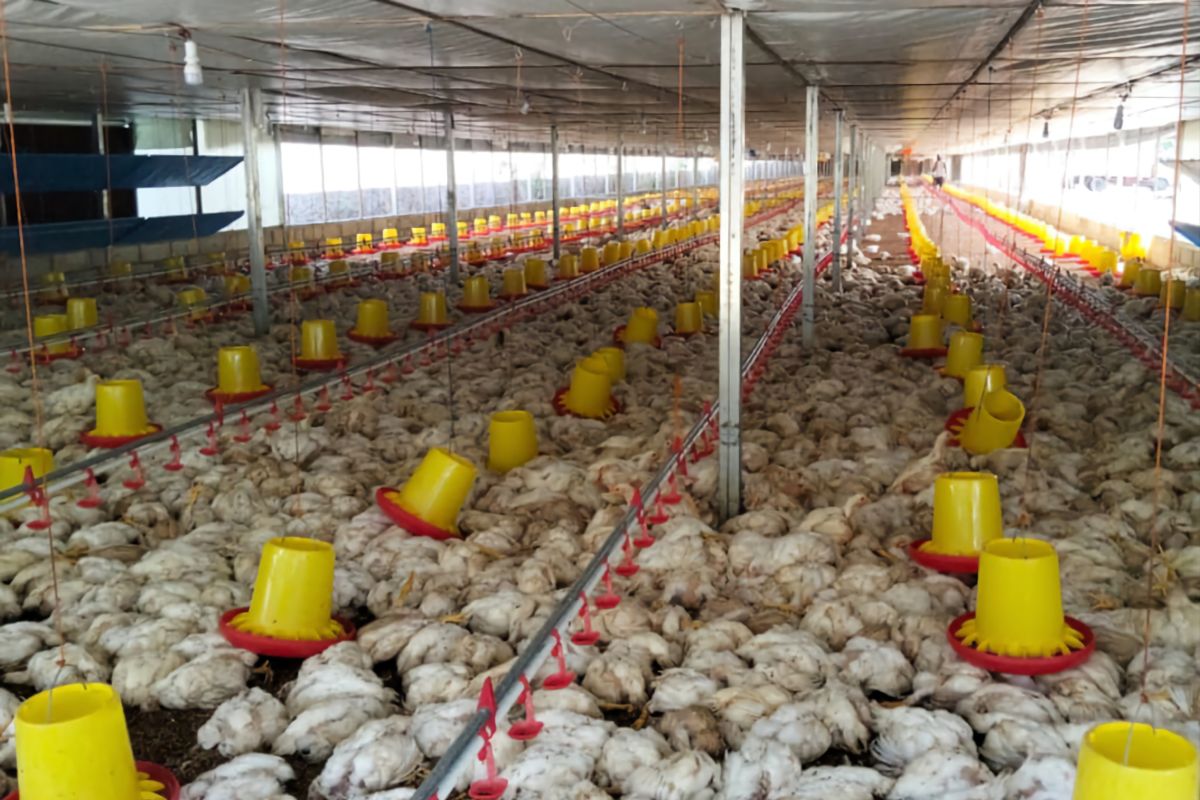 18.000 ayam mati akibat pemadaman listrik, peternak di Aceh Barat Daya rugi Rp800 juta akibat listrik padam