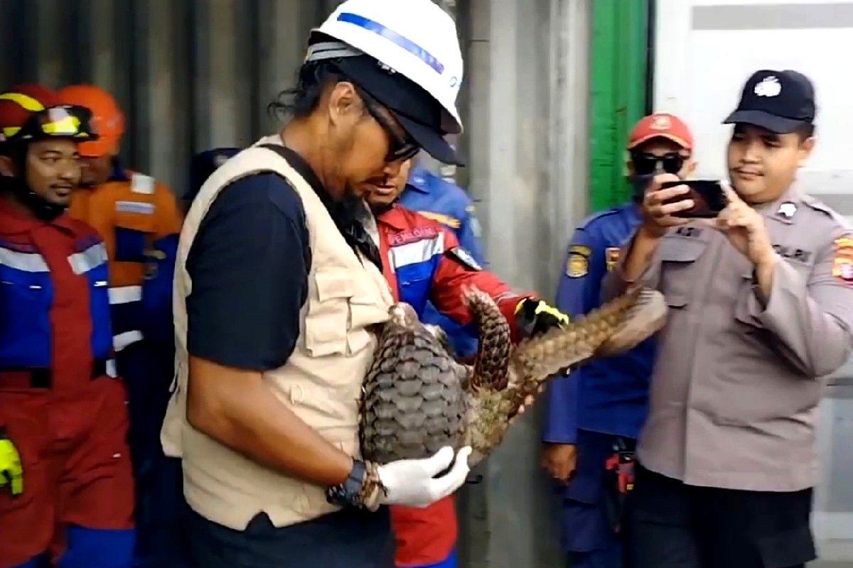 Dugaan penyelundupan trenggiling di Kotim berhasil digagalkan