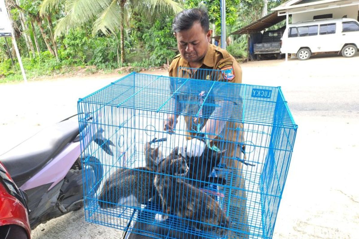 Pemkab Pasaman Barat telah berikan 3.500 dosis vaksin rabies