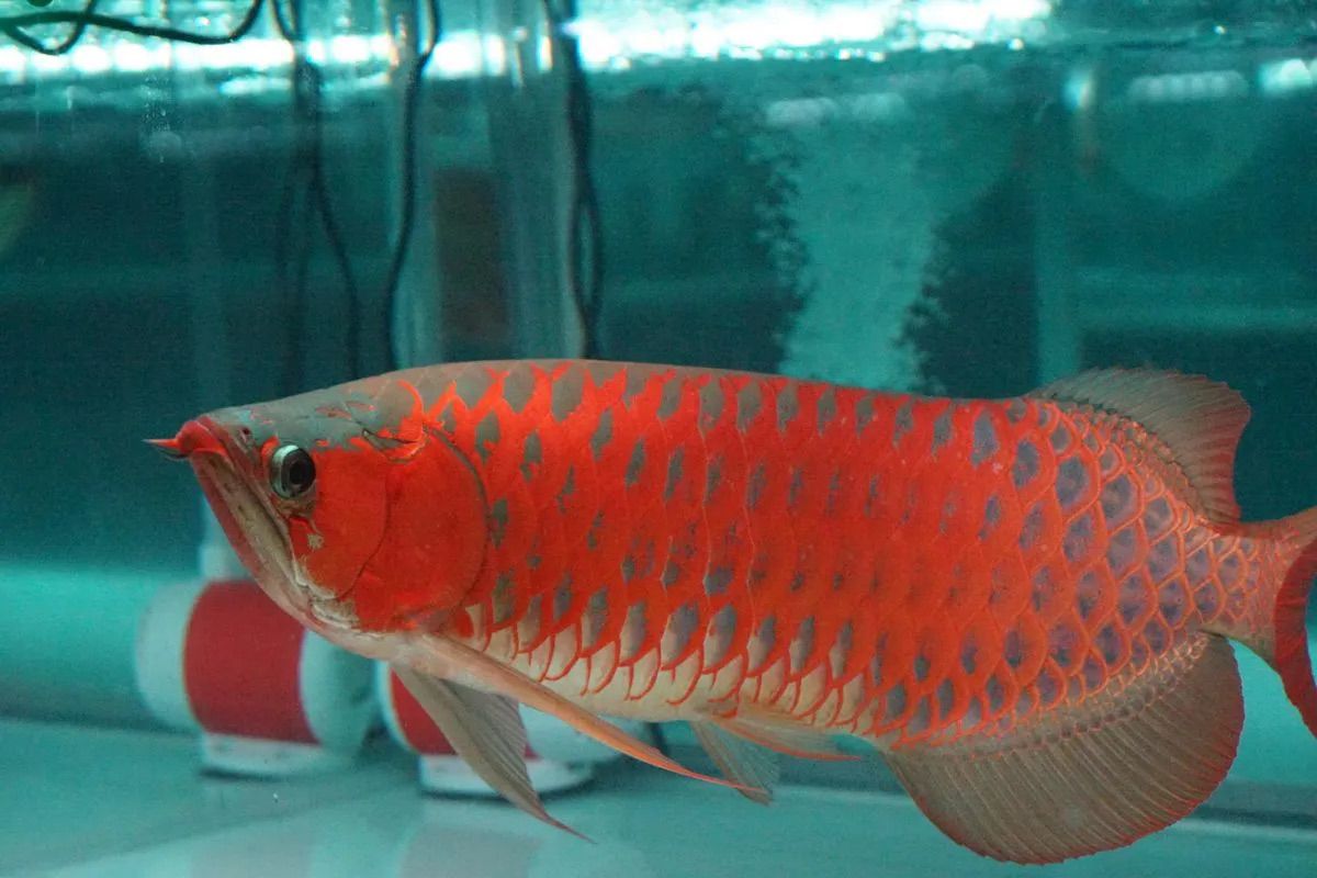 KKP mendukung peningkatan ekspor arwana super red Kalbar perkuat devisa