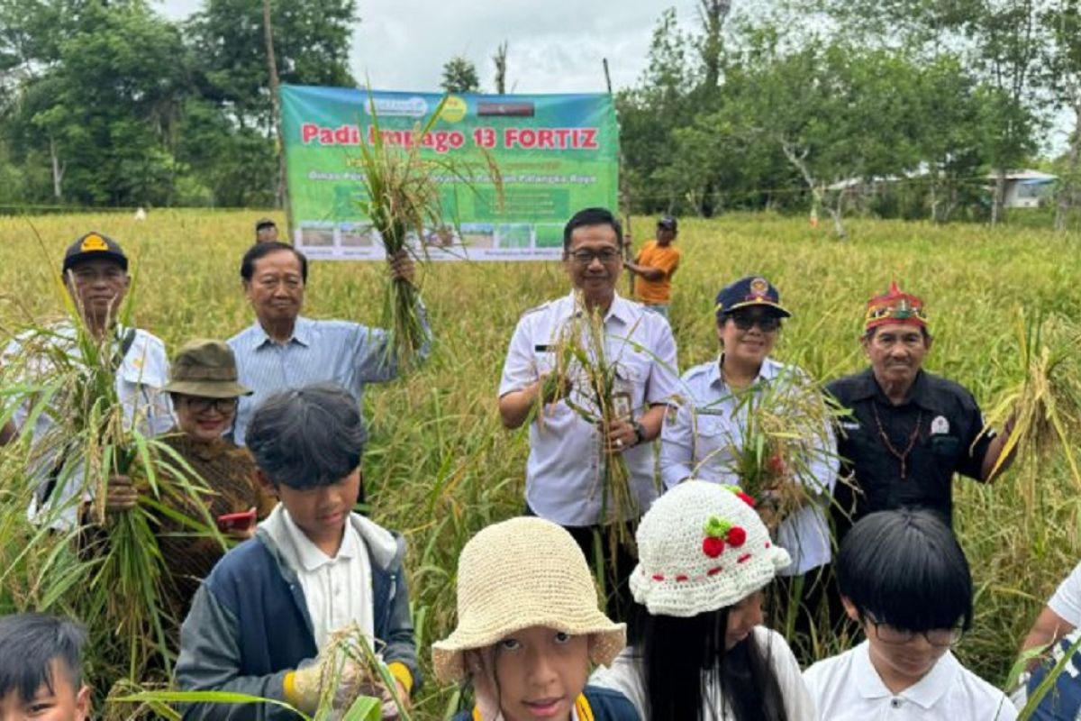 Pemkot Palangka Raya panen raya Padi Impago 13 Fortiz di Tumbang Tahai