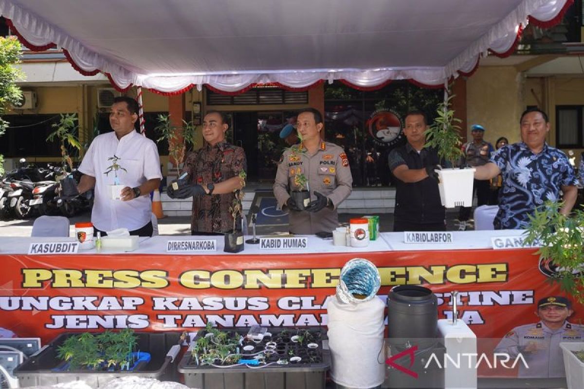 Polda Bali cari satu WNA terlibat jaringan kebun ganja hidroponik