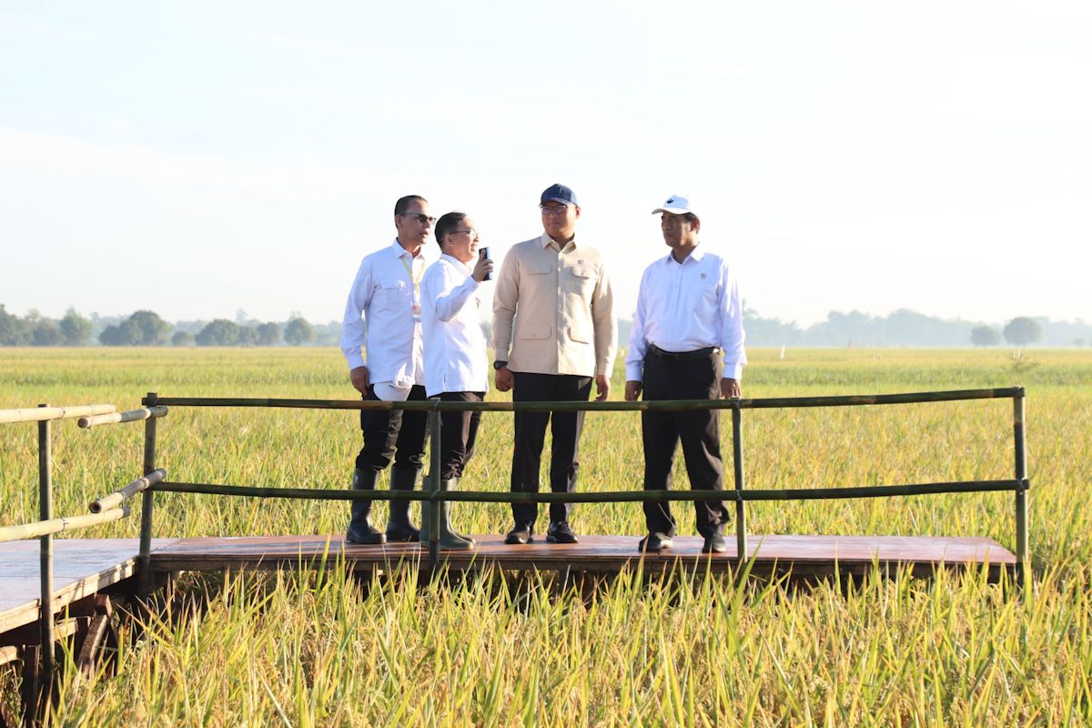 Indonesia nears rice self-sufficiency amid production surge
