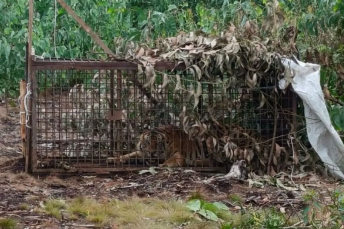 BBKSDA Riau tindaklanjuti laporan warga bertemu tiga ekor harimau di Kampar