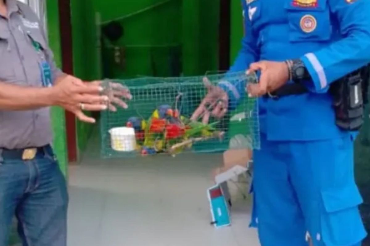 BKSDA Maluku amankan lima Burung Perkici Pelangi dari penumpang di Pelabuhan Bula