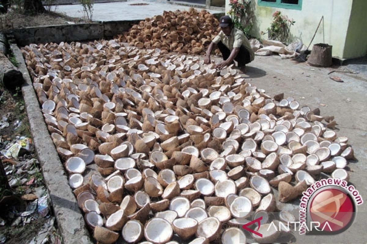 Kabupaten Kubu Raya kembangkan potensi kelapa lokal bernilai ekspor