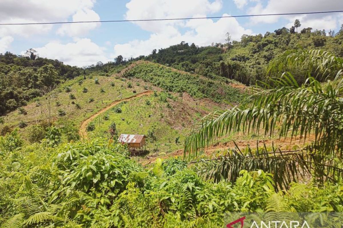 Kesaksian mereka yang pernah hidup dari hutan